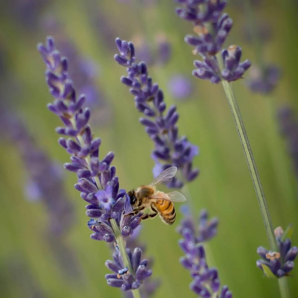 bee on lavender